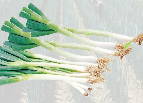 切好的葱花可以冷冻保存吗
