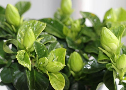 栀子花能不能晒太阳