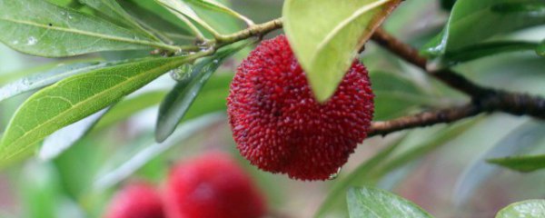 吞杨梅核有什么好处