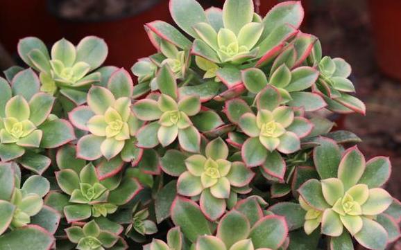 多肉摘心正确方法与技巧图解