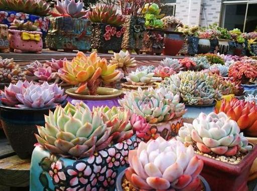 多肉摘心正确方法与技巧图解