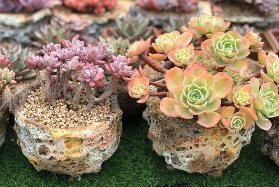 多肉摘心正确方法与技巧图解