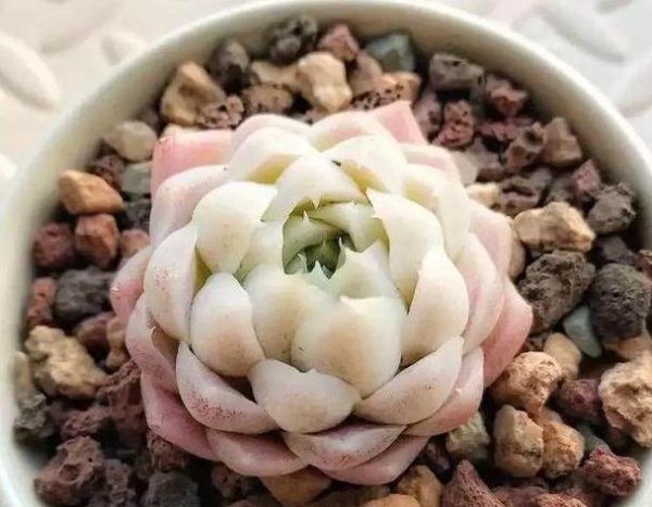 多肉摘心正确方法与技巧图解