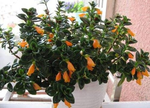 金鱼吊兰不开花怎么办