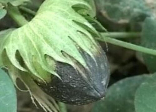 棉花病虫害防治方法与技术措施