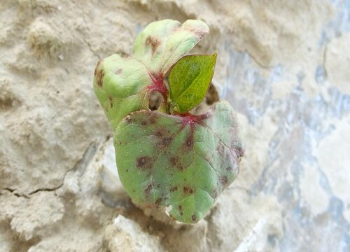 棉花病虫害防治方法与技术措施