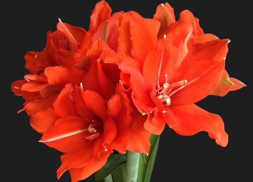 朱顶红叶片软又黄是什么原因