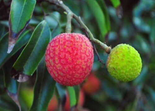 荔枝北方可以种植吗