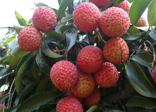 荔枝北方可以种植吗