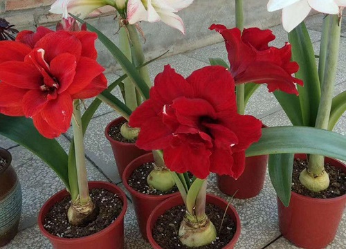 夏天的朱顶红如何养护比较好