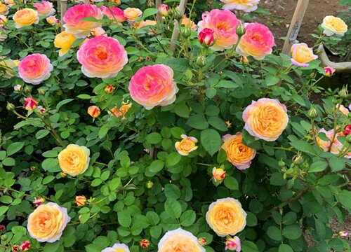 月季是什么花序类型