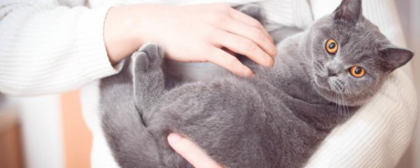 小猫怎么看公母