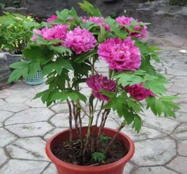 芍药可以在家里种植吗