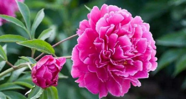 芍药可以在家里种植吗