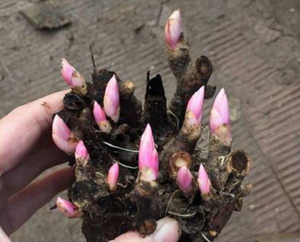 芍药可以在家里种植吗