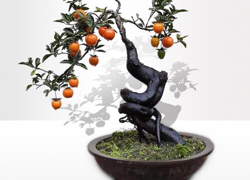 金弹子夏天可以换盆吗