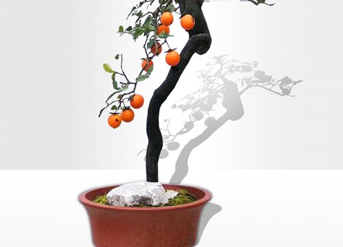 金弹子夏天可以换盆吗