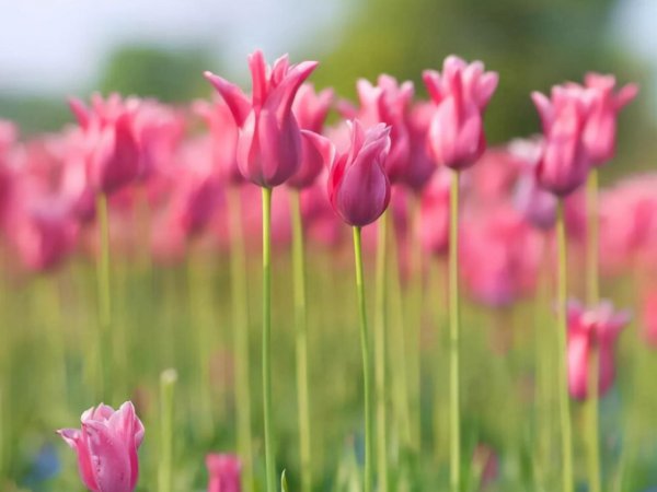 双鱼座天生能力特性