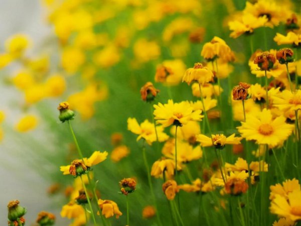 双鱼座天生能力特性