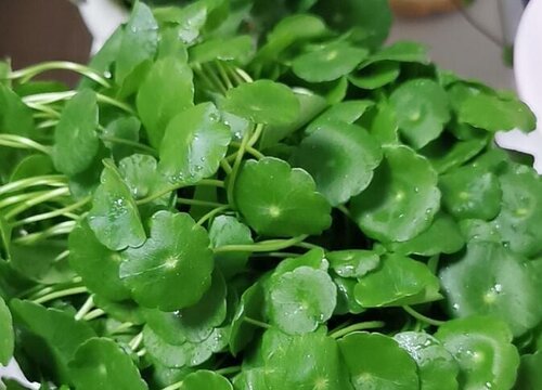 怎么养好铜钱草能爆棚长成瀑布