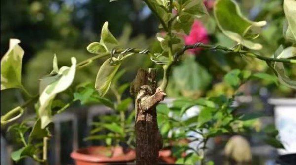 怎么样嫁接果树成活率最高