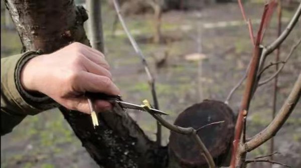 怎么样嫁接果树成活率最高