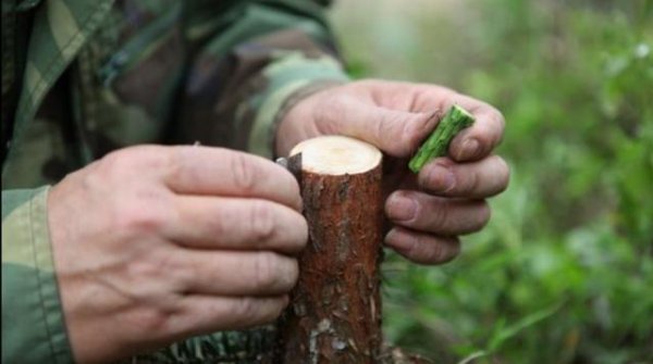 怎么样嫁接果树成活率最高