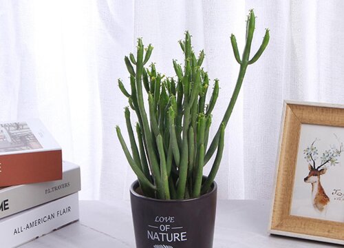 珊瑚棒如何修剪越剪越旺盛