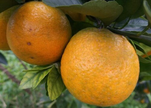 瓯柑什么时候栽种合适