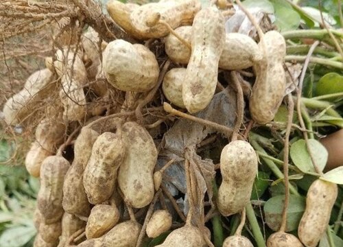 花生亩产量多少斤