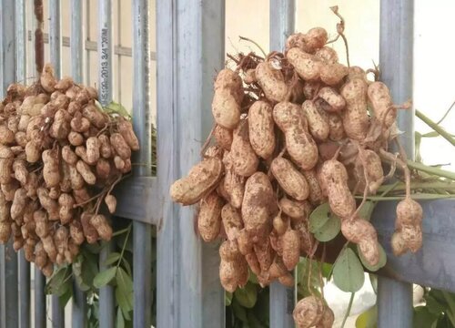 花生亩产量多少斤