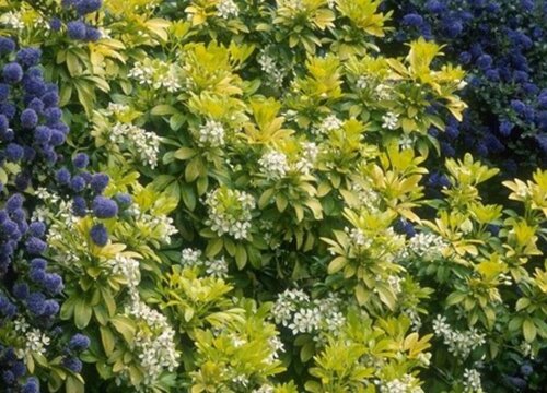 美洲茶耐寒多少度