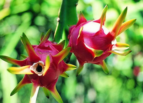 盆栽火龙果如何施肥来年结果吃不完