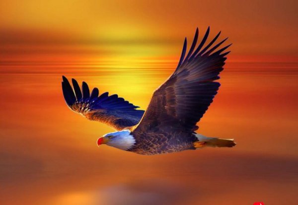 鹰的重生给我们的启示感悟