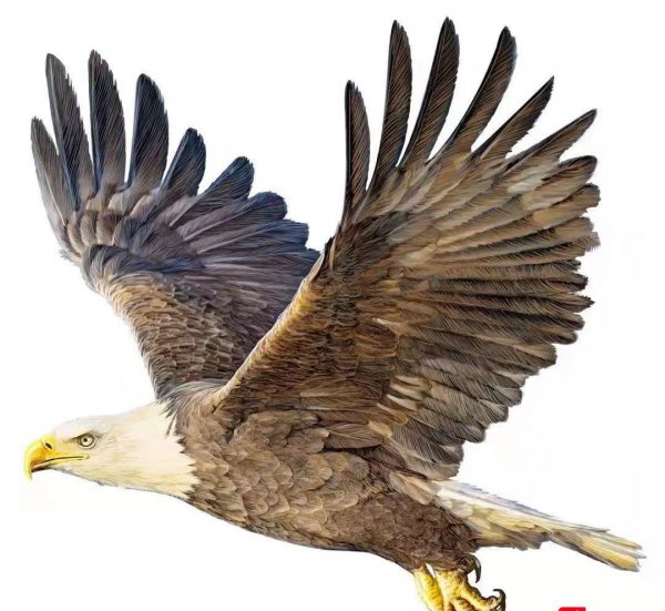 鹰的重生给我们的启示感悟