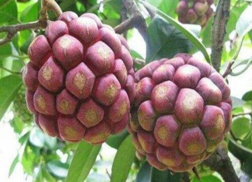 黑老虎什么时候播种合适