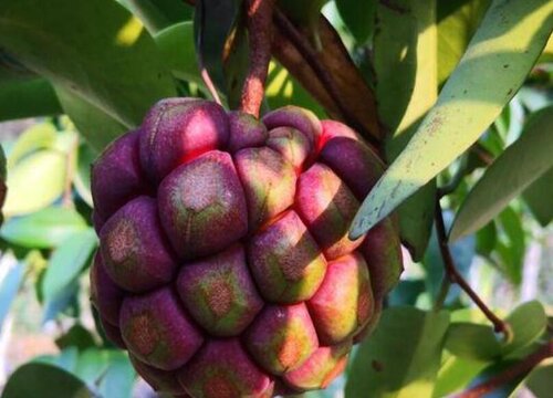 黑老虎什么时候播种合适