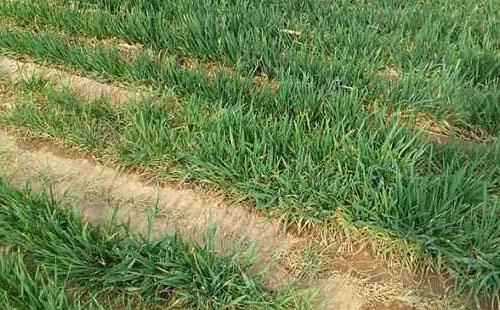 冬小麦冻害原因及补救方法