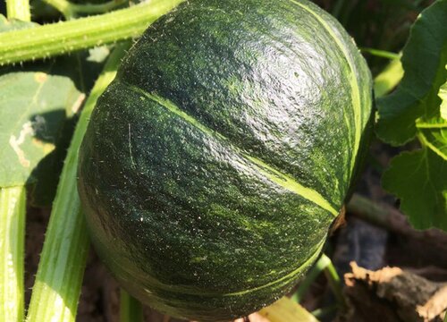 板栗瓜适合在什么地方生长