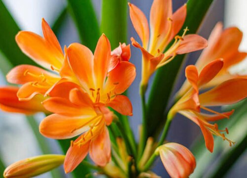 君子兰不开花什么原因