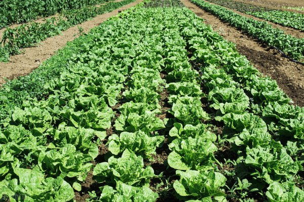 结球生菜栽培技术及管理方法