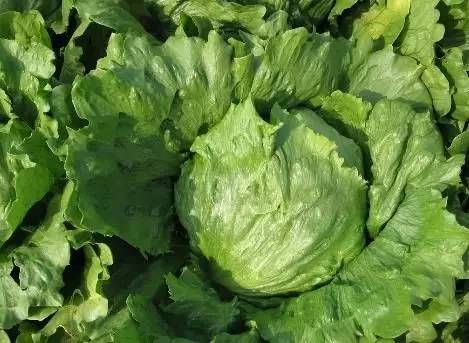 结球生菜栽培技术及管理方法