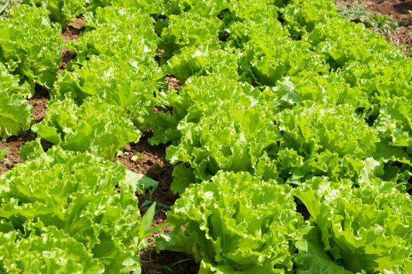 结球生菜栽培技术及管理方法