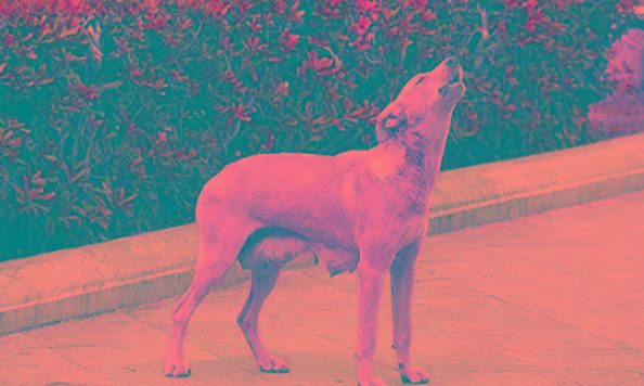 狗狗狼嚎预示主人有事吗