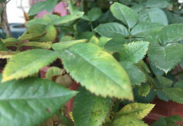 月季叶子发黄一碰就掉怎么办