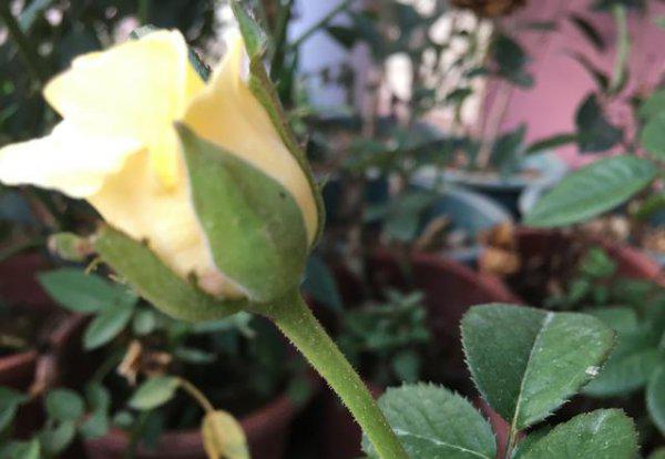 月季叶子发黄一碰就掉怎么办