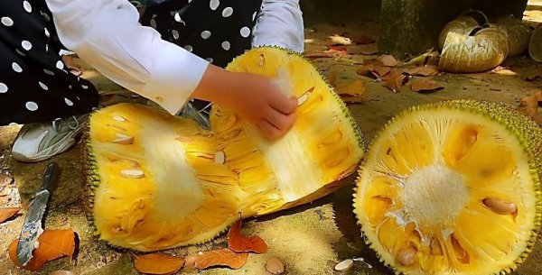 开菠萝蜜的正确方法图解