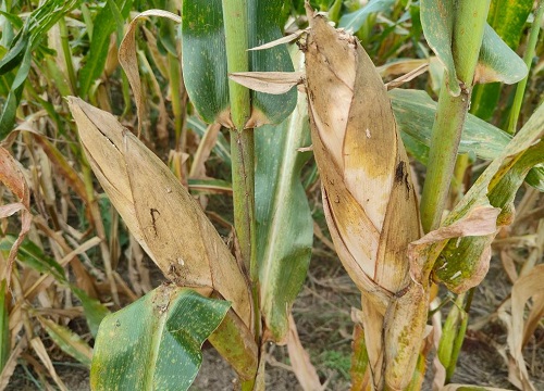 登海618玉米种简介