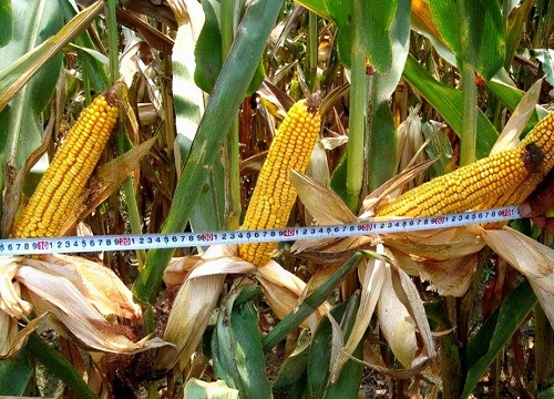 登海618玉米种简介