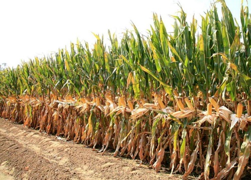 登海618玉米种简介